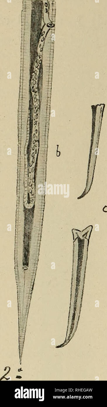 . Bollettino del Museo Zoologico della R. Universitá di Genova. La zoología. &Amp; strongylus Cavallii Parona is (fig. 2). (Bollett. cit. N. 566). Maschio: io miìl.  Femmina: 10-12 mill. Corpo bianco, molto sottile, anguilluliforme en entrambi i sessi, più assottigliato anteriormente, no striato. Cefalica Estremità senza espan- sioni. Bocca inerme, nuda ; esofago poco allungato ; rettilineo intestino. Maschio : con borsa genitale grande, no divergenti bilobata ; lobi, ma rivolti all'indietro e avvicinati V ONU 1' altro ; coste poco differenti fra loro en lunghezza e forma ; peni allungati, c Foto de stock