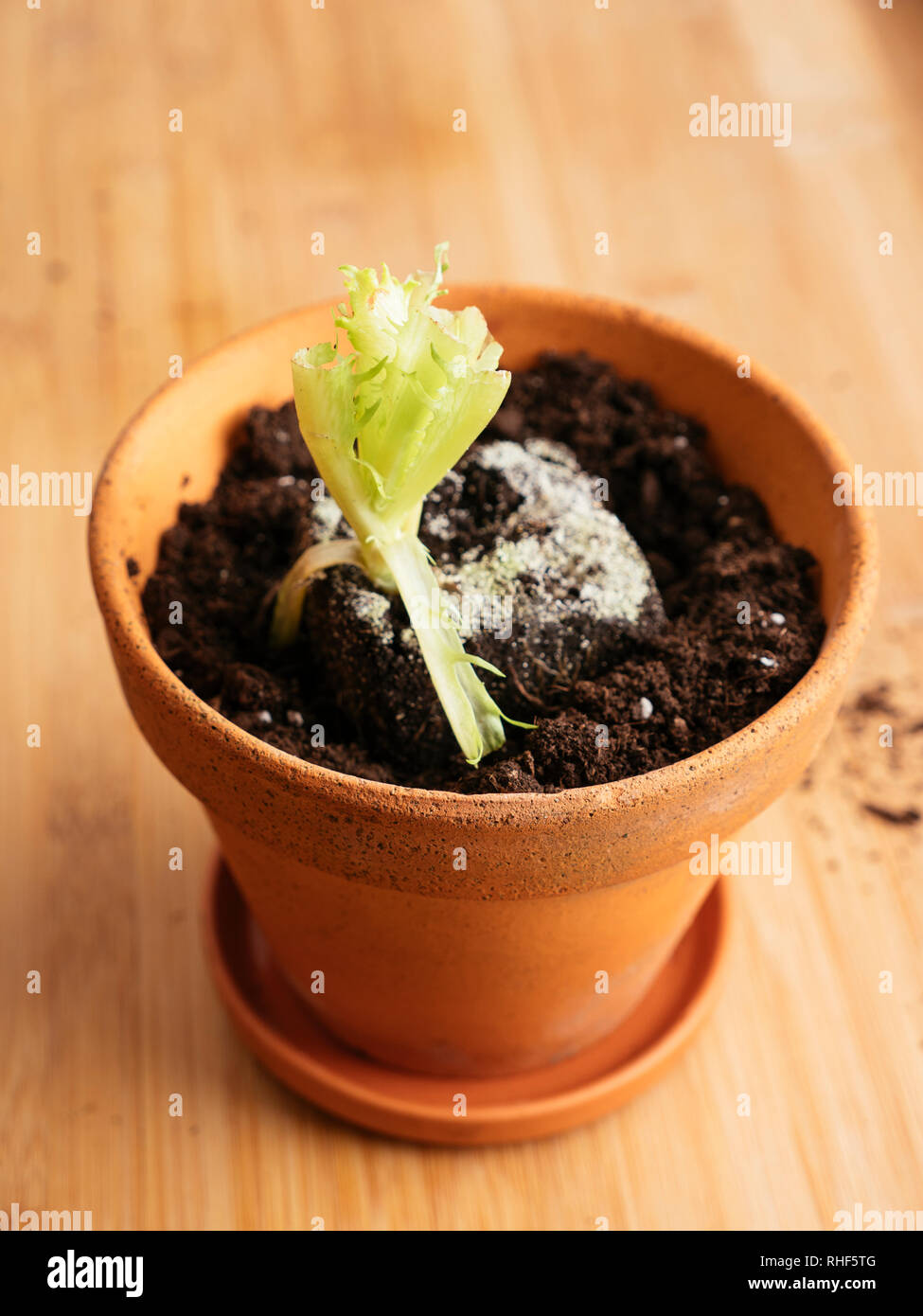 Trozos de lechuga con raíces replantados en una olla para producir una nueva lechuga. Foto de stock