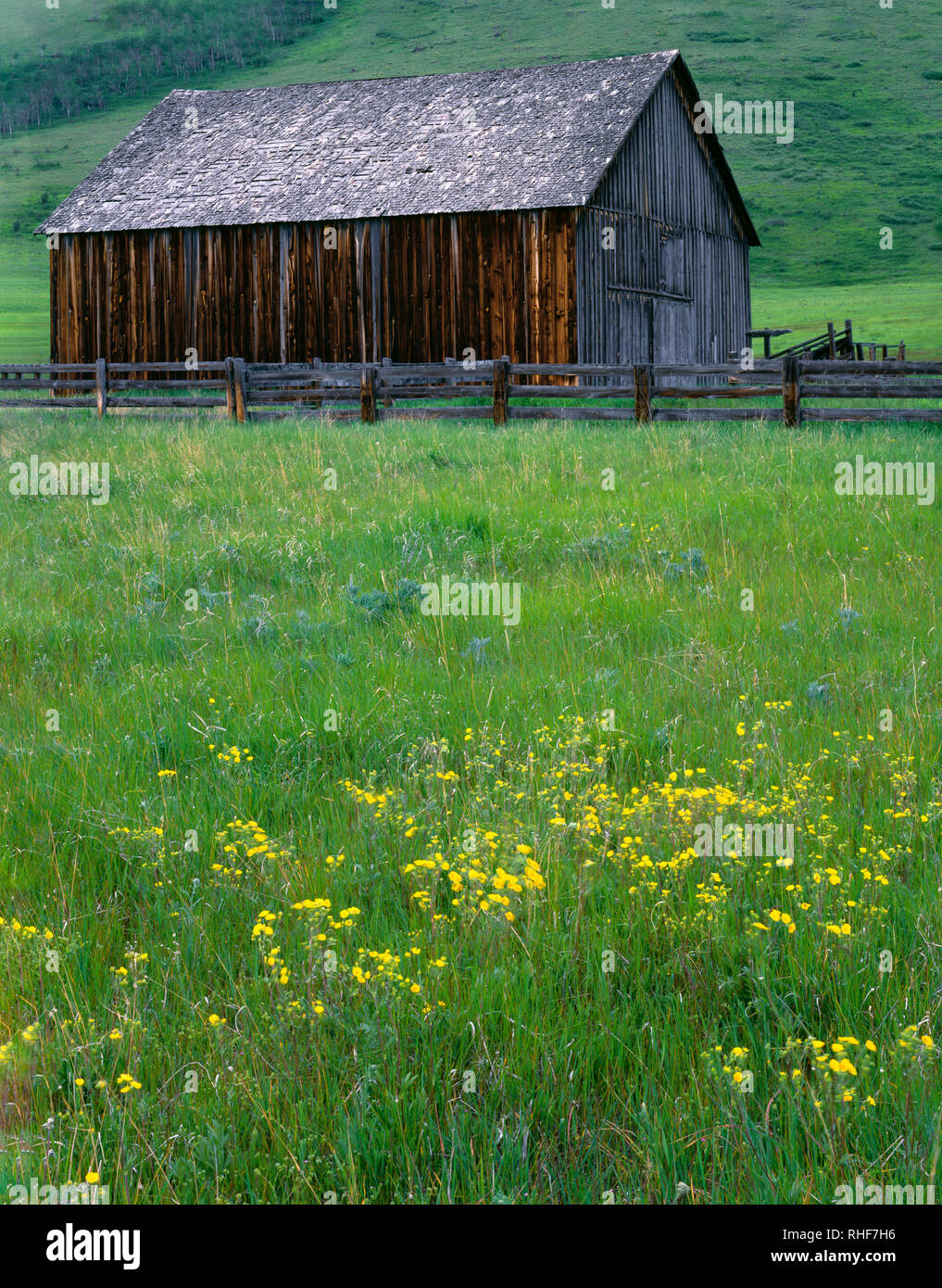 USA, Oregon, granero y flores silvestres en primavera en la Nature Conservancy's Zumwalt Prairie Preserve, esta área protege remanente más grande en América del Norte. Foto de stock