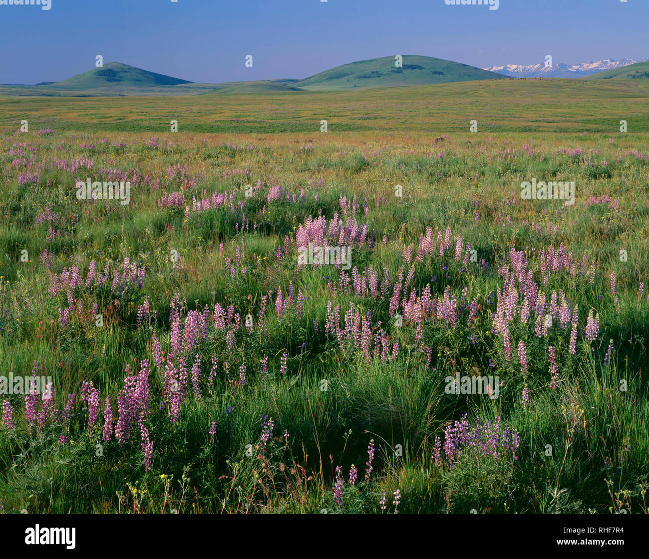 USA, Oregon, Wallowa County, Zumwalt Prairie Preserve, lupino florece junto con pastos nativos con Findley Buttes y nevadas en las montañas Wallowa Foto de stock