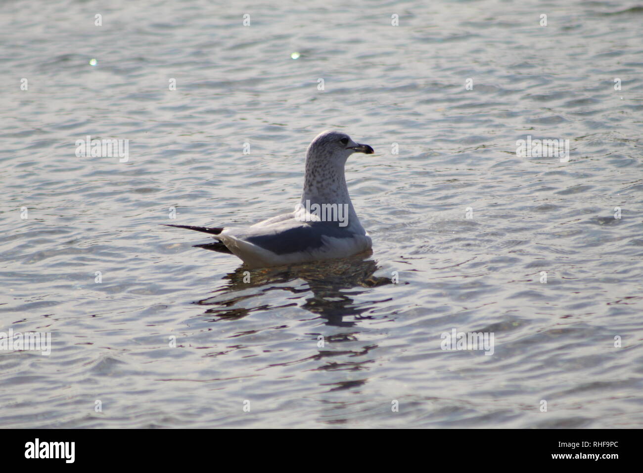 Las aves flotando en el Río Colorado Foto de stock