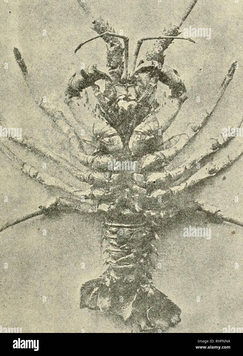 . Boletà n del Museo Nacional de Chile. Historia natural. TeratolcjÃ-a.  "'MMnj là¡mina V / / /.  ¢4, Hermafroditismo lateral glandular Langosta de Juan Fernández S Palinurus frontatis, M. E. (cara inferior) de Chile. Por favor tenga en cuenta que estas imágenes son extraídas de la página escaneada imágenes que podrían haber sido mejoradas digitalmente para mejorar la legibilidad, la coloración y el aspecto de estas ilustraciones pueden no parecerse perfectamente a la obra original. Museo Nacional de Chile. Santiago de Chile : Museo Nacional de Chile Foto de stock