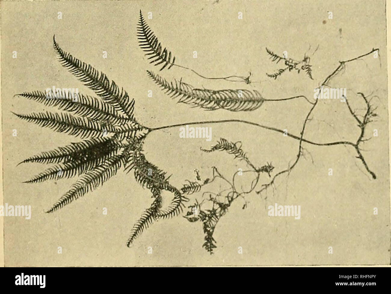 . Boletà n del Museo Nacional de Chile. Historia natural. o o o ¡5 â h ra â¢s = I W ó-. Por favor tenga en cuenta que estas imágenes son extraídas de la página escaneada imágenes que podrían haber sido mejoradas digitalmente para mejorar la legibilidad, la coloración y el aspecto de estas ilustraciones pueden no parecerse perfectamente a la obra original. Museo Nacional de Chile. Santiago de Chile : Museo Nacional de Chile Foto de stock