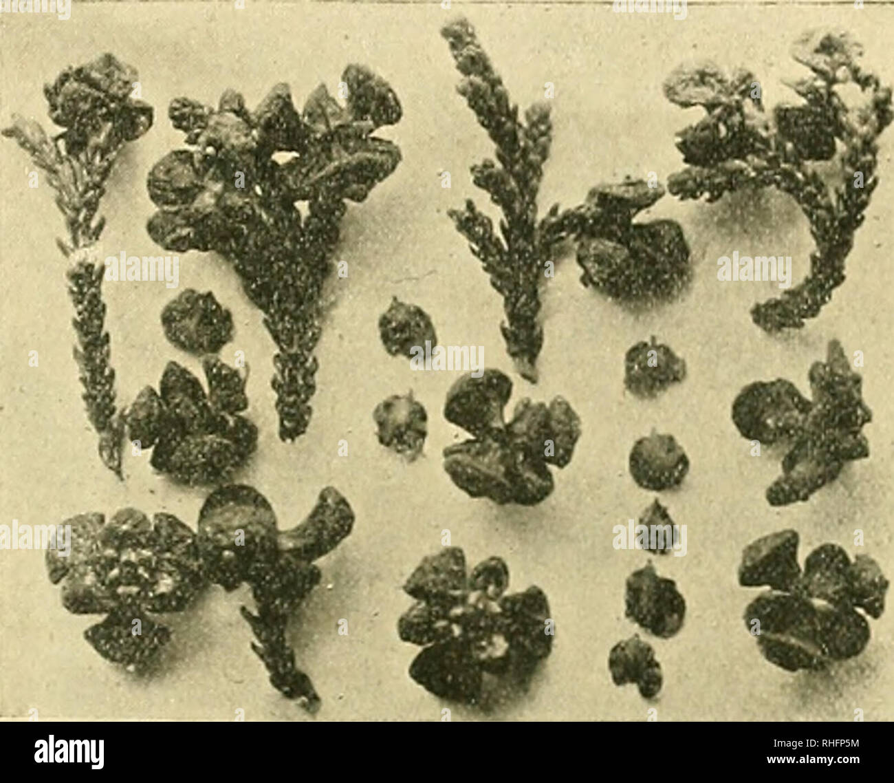 . Boletín del Museo Nacional de Chile. Historia natural. M. R. Espinosa B.-alerzales di piuchué 63 por las semillas. Los observé los frutos en abundancia sobre la planta en enero, yo probablemente la floración debe tener lugar en Agosto o Se tiembre. Las semillas son acorazonadas, bialadas, color canela; el vértice pro- longado en una pequeña punta de estremo circular; miden de ala a ala 45 mm., i de largo de 4 mm. Hai gluten i aceite en sus células. El cuerpo de la. FlG. 41.-Frutos i semillas de Monte^roya patagonica.Y, la semilla es de forma de maza, ONU poco comprimida. Hai 9 semillas en cada fruto. Foto de stock