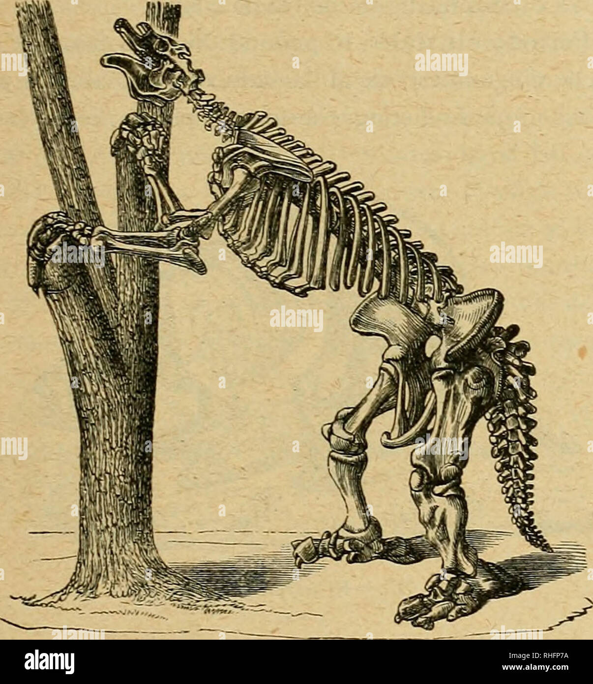 . Boletín del Museo Nacional de Chile. Historia natural. Bernardino Quijada b.-catálogo ilustrado 133 pezón; me odbn: diente--- le permitía moler los alimentos mas du- ros, e indican que dicho animal era omnívoro" yo no herbí- voro" a las derechas como los proboscidios de hoi (Fig. 35). j?.-Edentados.-El Megalerio {Megatherium cnvieri).-pe- rezoso jigantesco, mas grande que un elefante, el pecado incisivos. Fig. 36.-Megaterium cuvieri. Encontrado en las pampas de Buenos Aires de 20 pies de largo, 8 de alto. ni caninos i con sólo dos molares, cuyo esqueleto ha sido des- cubierto en los depósitos de limo de Foto de stock