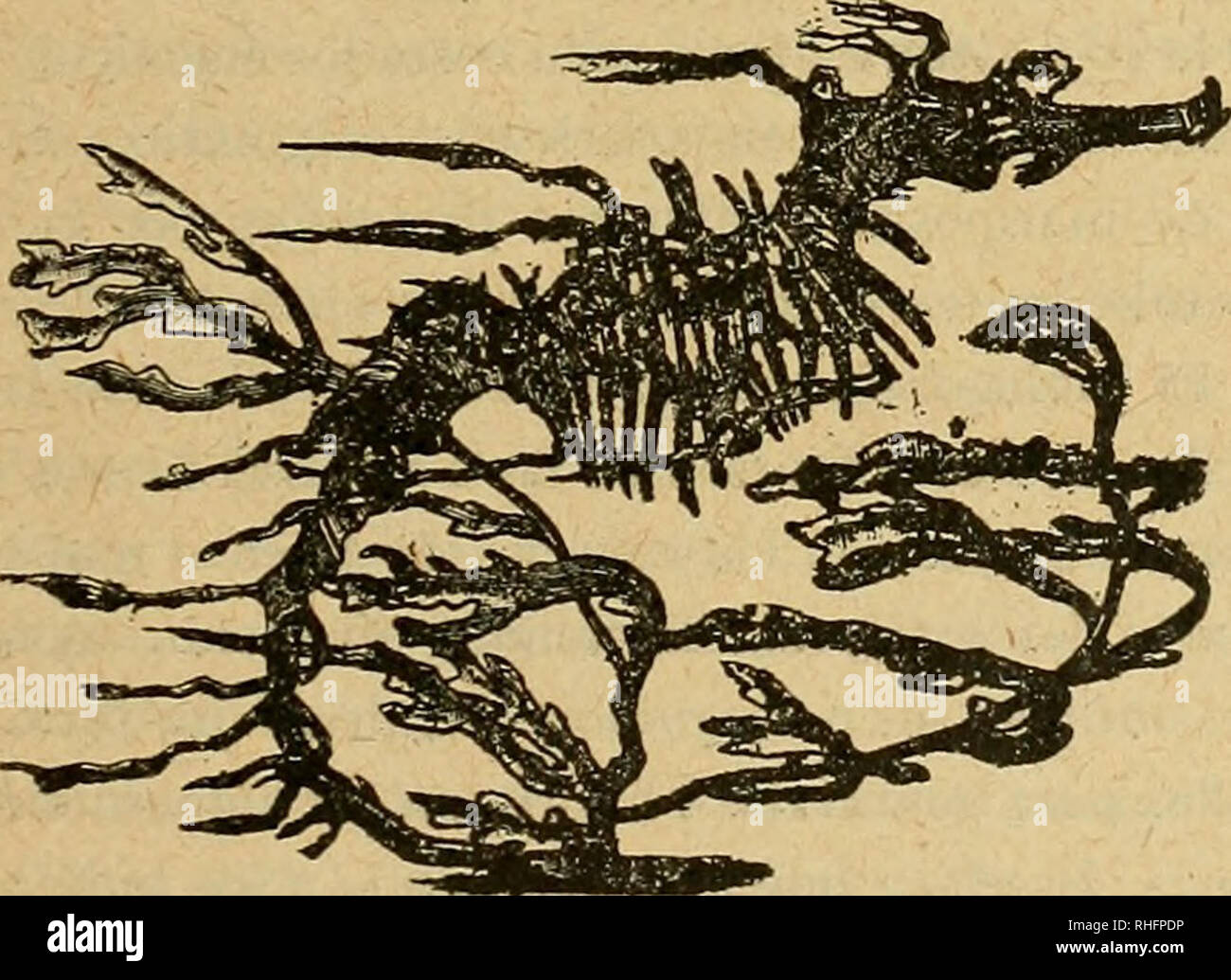 Boletin Del Museo Nacional De Chile Historia Natural Bernardino Quijada B Catalogo Ilustrado 101 1 I I E Gt I J I Sb G Amp Ioi I V