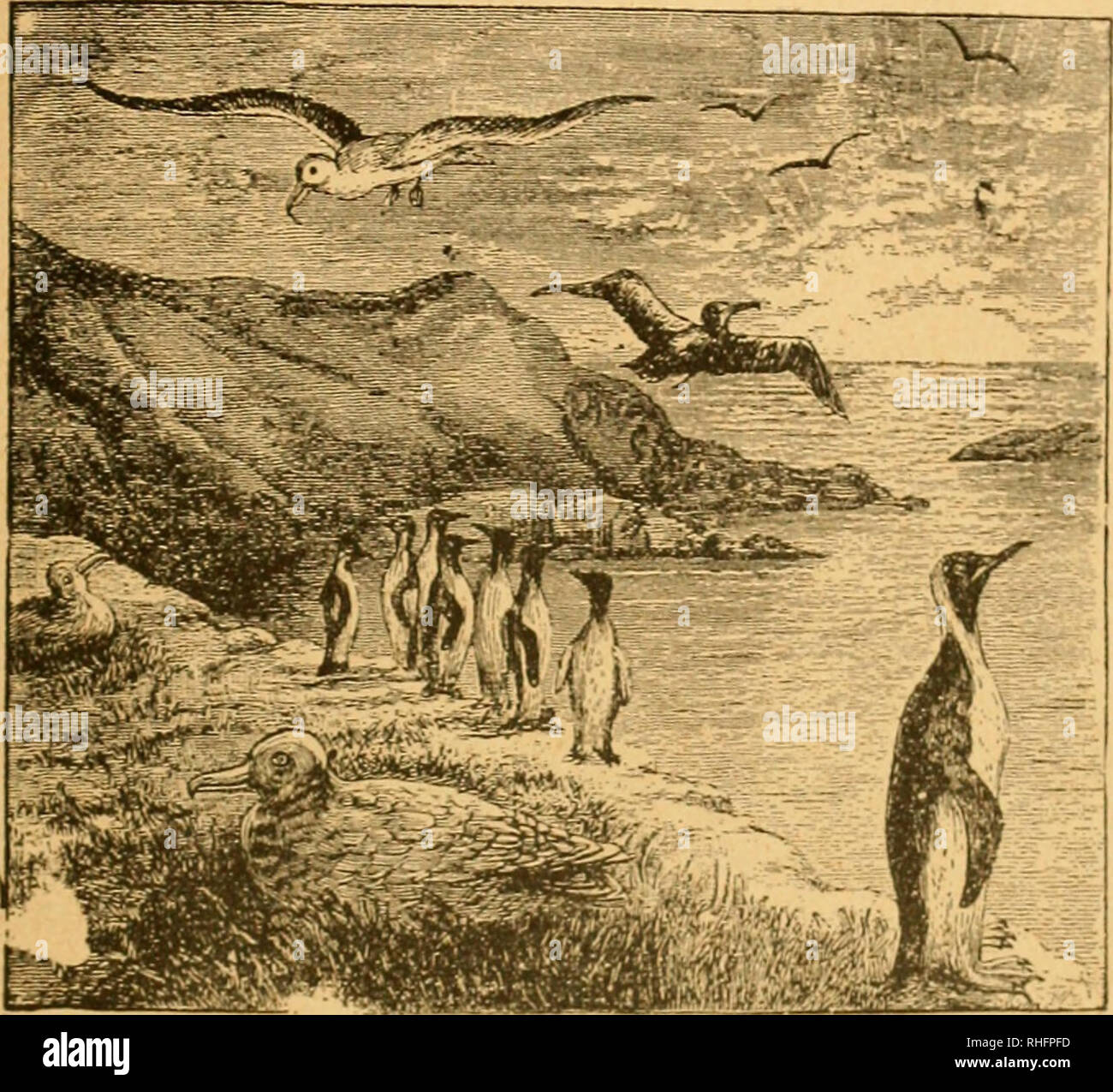 . Boletà n del Museo Nacional de Chile. Historia natural. Fauna chileu un lí¡mina XIX. El Grupo DK PAJAlÃ-OS-NlÃOiS Pygoscelis antárctica, Forst. Lniijitiit): *)U lentiiiietKig Pí¡japos-Carnepos o Diomedea exulans, L.. l^diijiuici: 1 mir. i'ii (â (â niiiiiiiiw-, CIIII.K. Por favor tenga en cuenta que estas imágenes son extraídas de la página escaneada imágenes que podrían haber sido mejoradas digitalmente para mejorar la legibilidad, la coloración y el aspecto de estas ilustraciones pueden no parecerse perfectamente a la obra original. Museo Nacional de Chile. Santiago de Chile : Museo Nacional de Chile Foto de stock