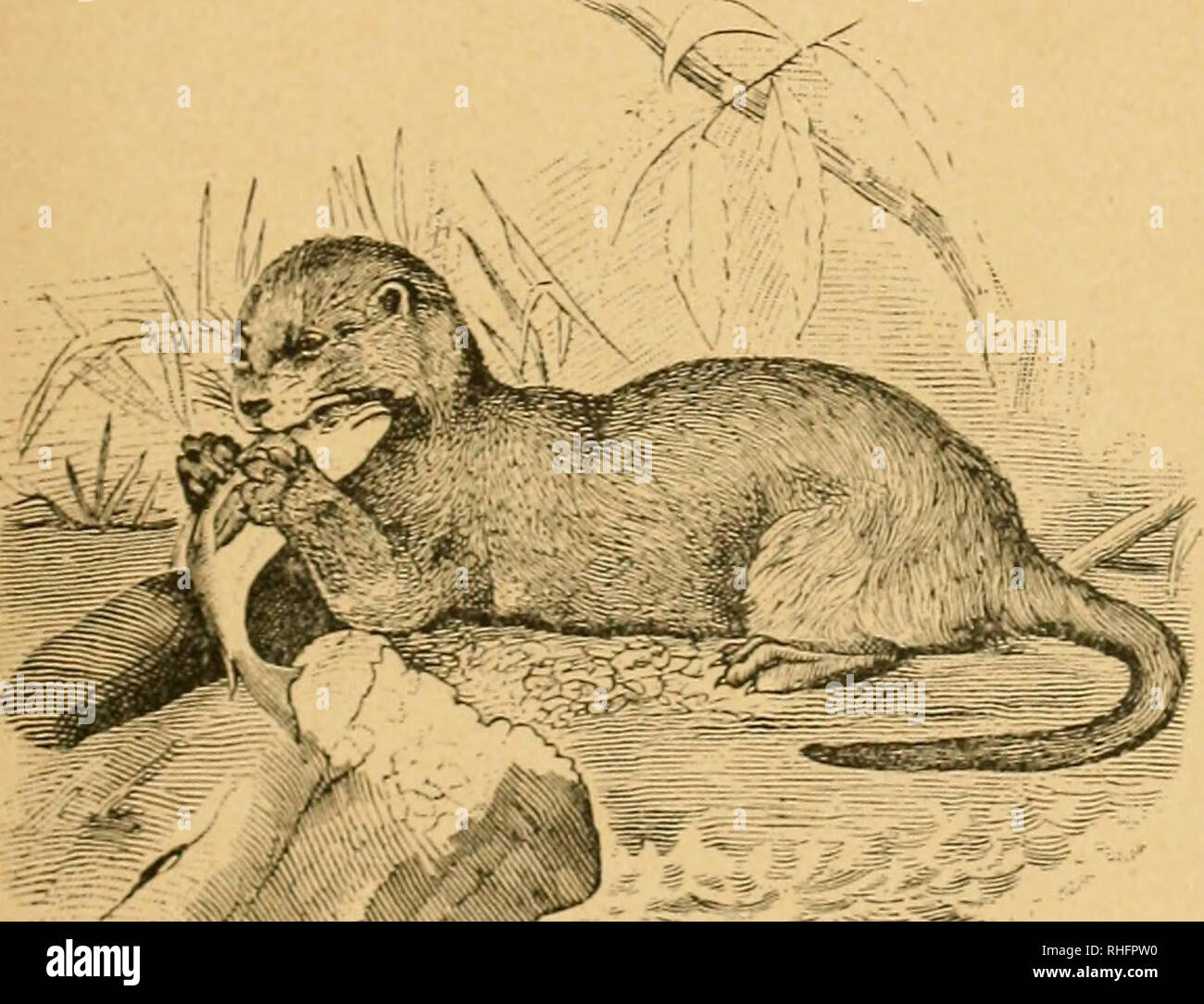 . Boletà n del Museo Nacional de Chile. Historia natural. FÃ-iuna chilena. Lí¡iniÃ-iñ II.. ^ ^^^'â"Ã-^"-*#^^' o Chungungo Lutra felina, Mol. Loiijitud, 00+35 centÃ-metros CIIII.K. Por favor tenga en cuenta que estas imágenes son extraídas de la página escaneada imágenes que podrían haber sido mejoradas digitalmente para mejorar la legibilidad, la coloración y el aspecto de estas ilustraciones pueden no parecerse perfectamente a la obra original. Museo Nacional de Chile. Santiago de Chile : Museo Nacional de Chile Foto de stock