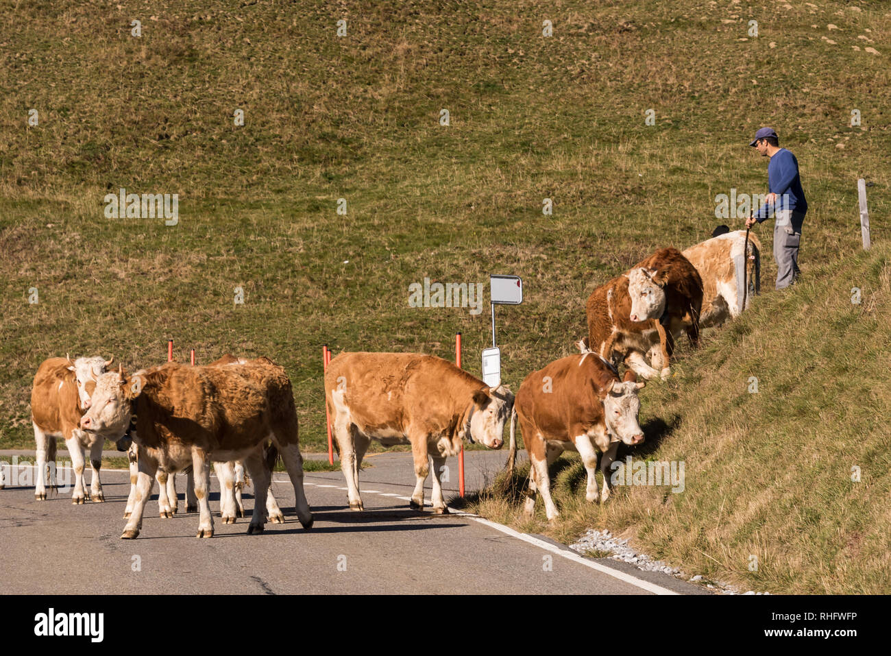 Jaunpass, Simmental, en el Oberland Bernés, Los Alpes, Suiza, 7 de octubre de 2018, el pastor trae ganado del pasto en otoño Foto de stock