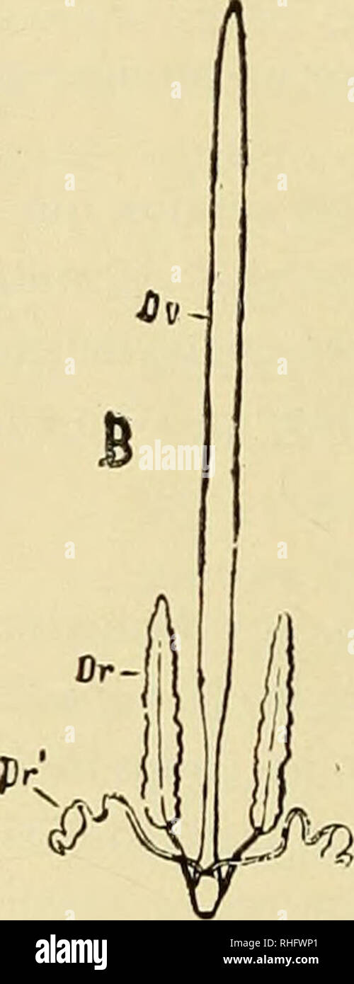 . Boletín del Museo Nacional de Chile. Historia natural. En los Diplópodos, los machos Fifí. 5.-órganos masculinos jenitai.es(A) I FEMENINOS (B) de la Scotopendra complana Cuerpo ta: T, testículo; Ov, ovario; Vd, canal defe rente; Sb, vesícula seminal; Dr, Dr glándu las accesorias. poseen un órgano copulador, pedes copulativi doble (6), situado a alguna distancia de los orificios jenitales (en la cara ventral del sétimo segmento). Estos órganos se llenan de es- perma antes de la cópula, sirviendo así de receptáculos seminales. (6) Estos órganos hijo hoi mui tomados en cuenta en las descripcione Foto de stock
