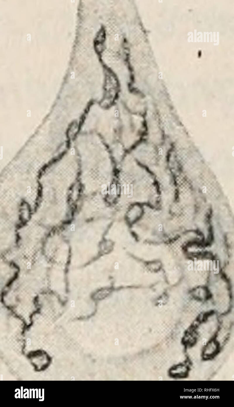 Boletin De La Sociedad Espanola De Historia Natural Historia Natural Ia M Amp M F G Fig 4 Evolucion Del Aparato En Las Celulas De Purkinje Conejo Y En Sus Monografias