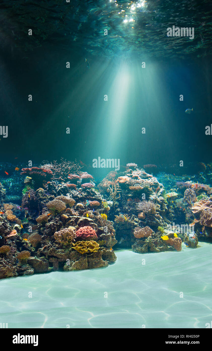 Mar o el océano marino subacuático Foto de stock