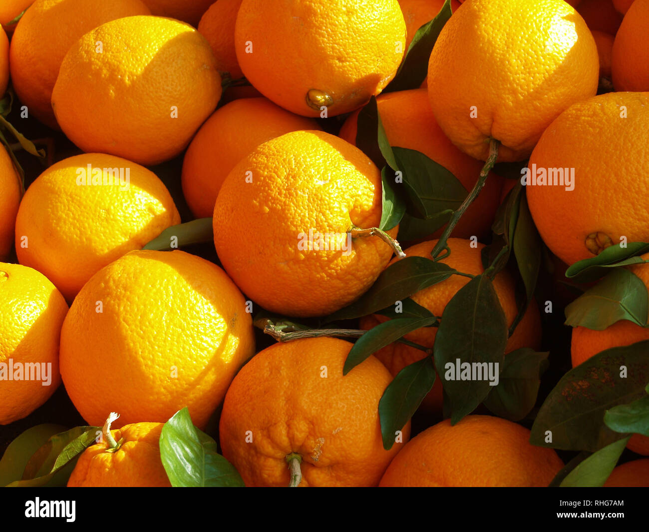 Presentación de la actual cosecha de naranjas Foto de stock