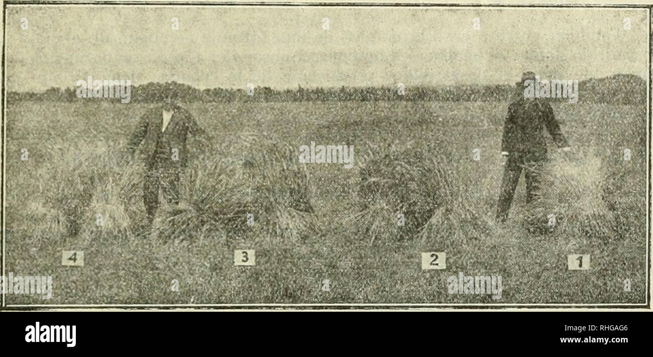 . Boletn de la asociacin de labradores de Zaragoza. Agricultura - Zaragoza - España. BOLETÍN DE LA ASOCIACIÓN DE LABRADORES DE ZARAGOZA 69 reras, que los padres plantan los árboles para los Jiijos ¡Yo aun para los nietos, porque rara vez enterrar por espacio de mucho tiempo, dando esto lugar a que las reservas que pudiera tener. litando que lo hacen las plan- ateria orgáni- s puede perju- recibieron como abono anu fórmula completa conteniendo prnporciones ade- cuadas de ácido fosfórico, nitrógeno y potasa. 2.° Que las diferentes sales de fKstasa empleadas han produido siem- pre un resultado favorable Foto de stock