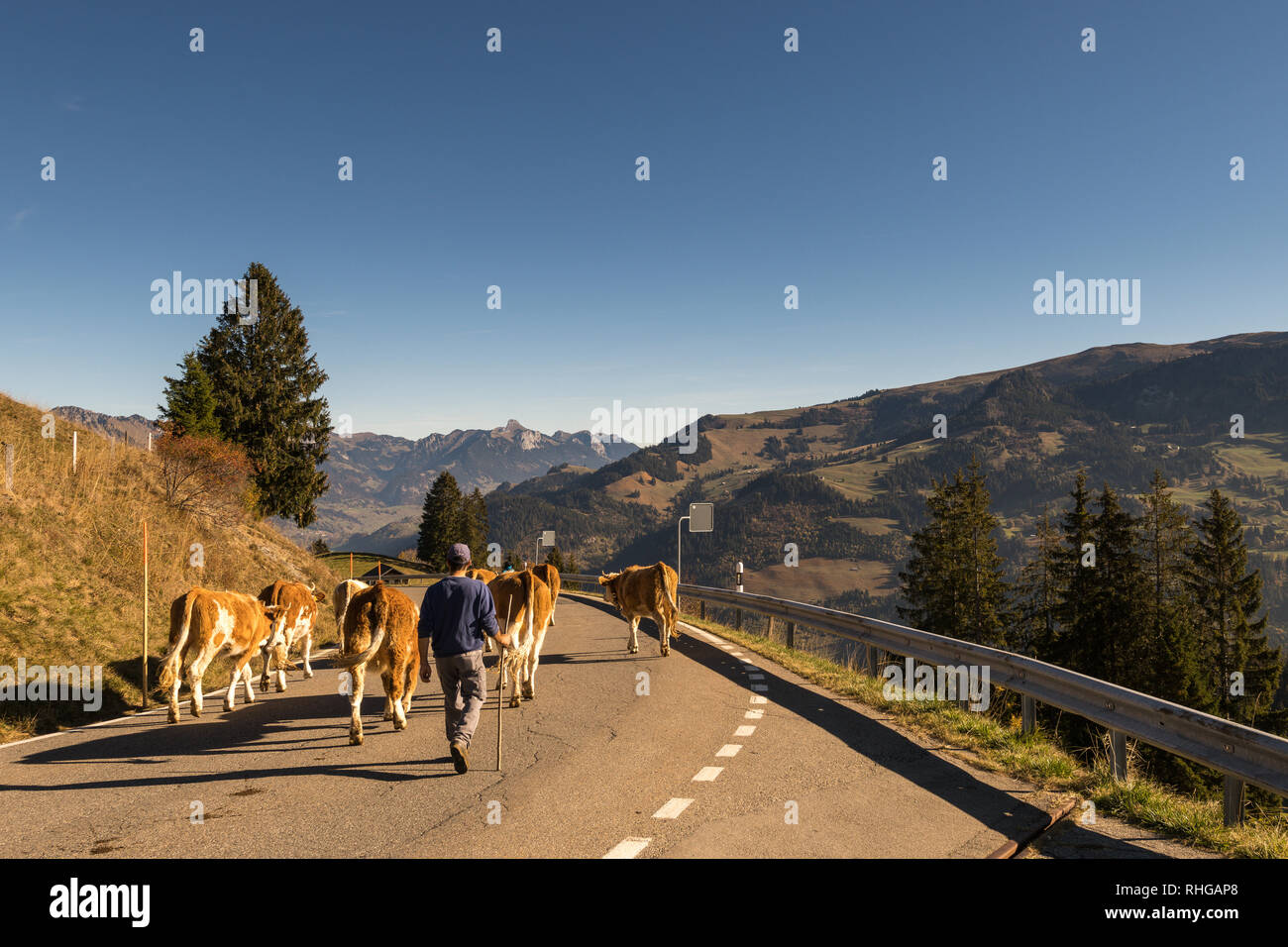 Jaunpass, Simmental, en el Oberland Bernés, Los Alpes, Suiza, 7 de octubre de 2018, el pastor trae ganado del pasto en otoño Foto de stock