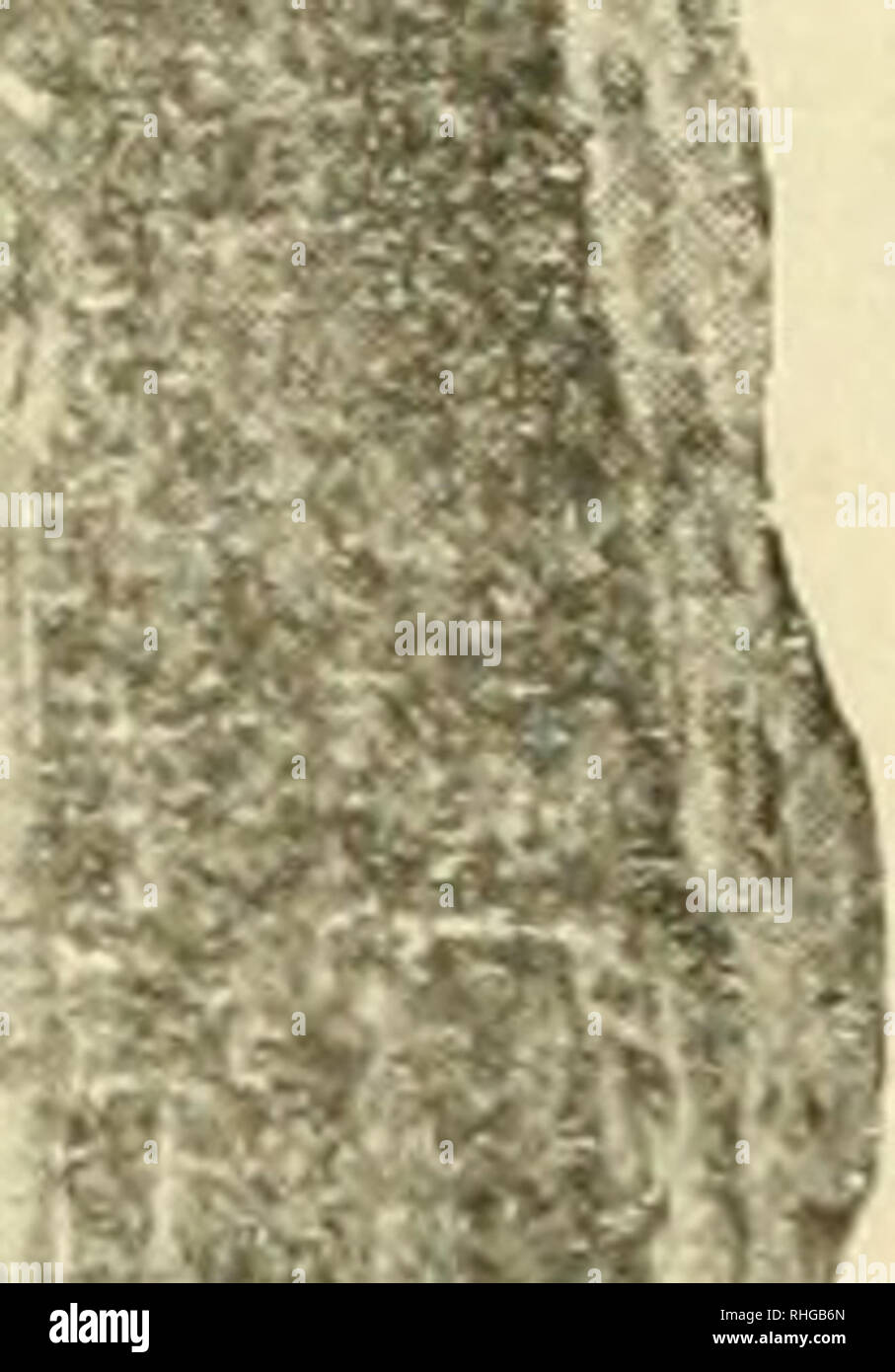 . Boletà n de la sociedad entomológica de España. La Entomología; Insectos. DE ESPAÃA ENTOMOLÃGICA Ã27 /#> ','-â hÃ-- S*i.  ¢. i f-. Por favor tenga en cuenta que estas imágenes son extraídas de la página escaneada imágenes que podrían haber sido mejoradas digitalmente para mejorar la legibilidad, la coloración y el aspecto de estas ilustraciones pueden no parecerse perfectamente a la obra original. Sociedad Entomológica de España. Zaragoza : Librería Editorial de C. Gasca Foto de stock