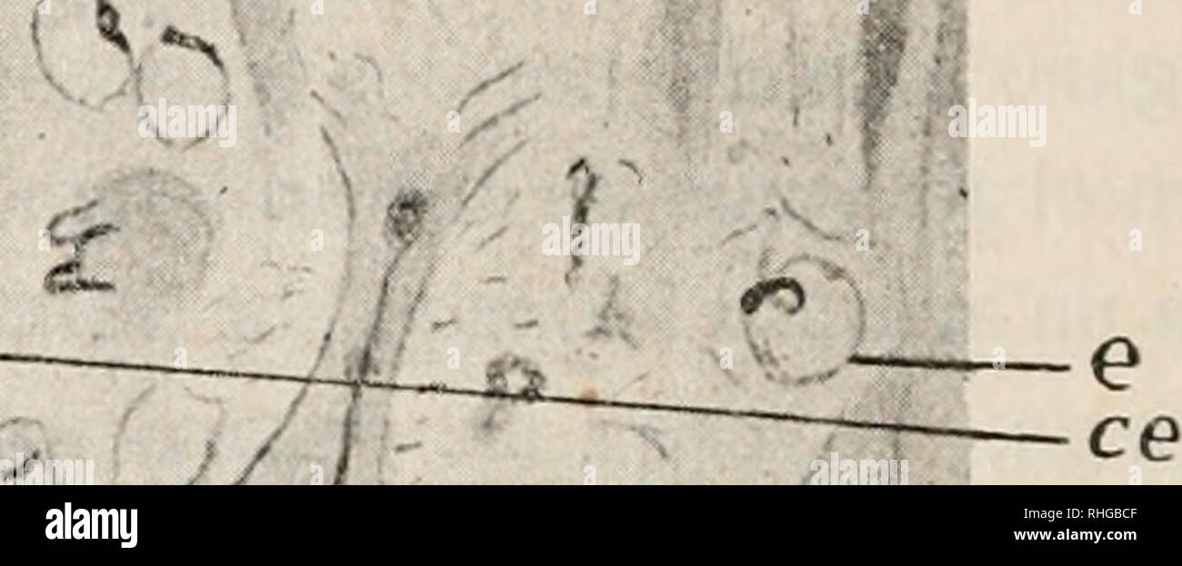 BoletÃ n de la sociedad EspaÃ±ola de Historia Natural. Historia natural.  202-boletÃ n de la Real sociedad EspaÃ±ola Aparato de Golgi de las  cía©lulas de PurkÃ-nje.âFuÃ© seÃ±alado por GoLQi y comprobado