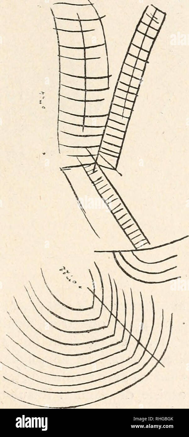 . Boletín de la Sociedad Española de Historia Natural. Historia natural. DE HISTORIA NATURAL había engaño 32 a un été enlevée par récoulement de l'eau d'infiltración sur les parois. Une seule figura est claire, haute d'environ o'",45, une représentant figura humaine schématique (i); l'Argile ne subsiste que sur la superficie, dessinée oü Elle s'était primée trouvée com-. Bien que la figura soit d'une technique des peintures ou gravures différente rupestres néolithiques, elle rentre dans les familles de représentations humaines simplifiées qui y abon- dent (fig. 2). 2.-de la ¡ralerie Desnns de droite. Yo Foto de stock