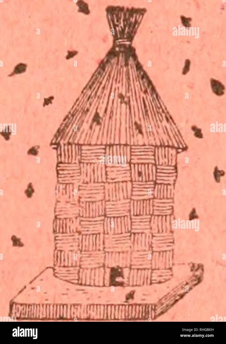 . Boletà n de la sociedad entomológica de España. La Entomología; Insectos. .J> e. _J Tomo II. S^ DlCIEMBRK DE IQIQ NA.M. Ã-) BOLETÃN DI-; I.A Sociedad Entomológica de España Fiiiidada el B de Enero de IBIB.  ^nm ,f^--r Laliori' à l Seooión Drditie sumario oficial.  Sesiones celebradas el 4 de noviembre y 2 de diciembre de 1919 Comunicaciones.âCatálogo sisteniático-geográfico de los Coleóp- teros observados en la penà nsula de ibérica, Pirineos propiamente dichos y Baleares (continuación), Rdo. D. José MarÃ-a de la fuente y Mo- estertores^ //yÃ'-'O.-sobrios Dryops (col.; Españoles, D. Ric Foto de stock