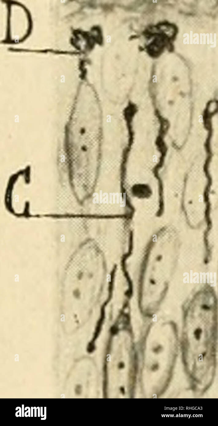 BoletÃ n de la sociedad EspaÃ±ola de biología. La biología. S. RamÃ³n t  Cajal: FÃ³rmula de fijaciÃ³n para la demostraciÃ³n fÃ¡cil del aparato  reticular de Golgi. 'M *\