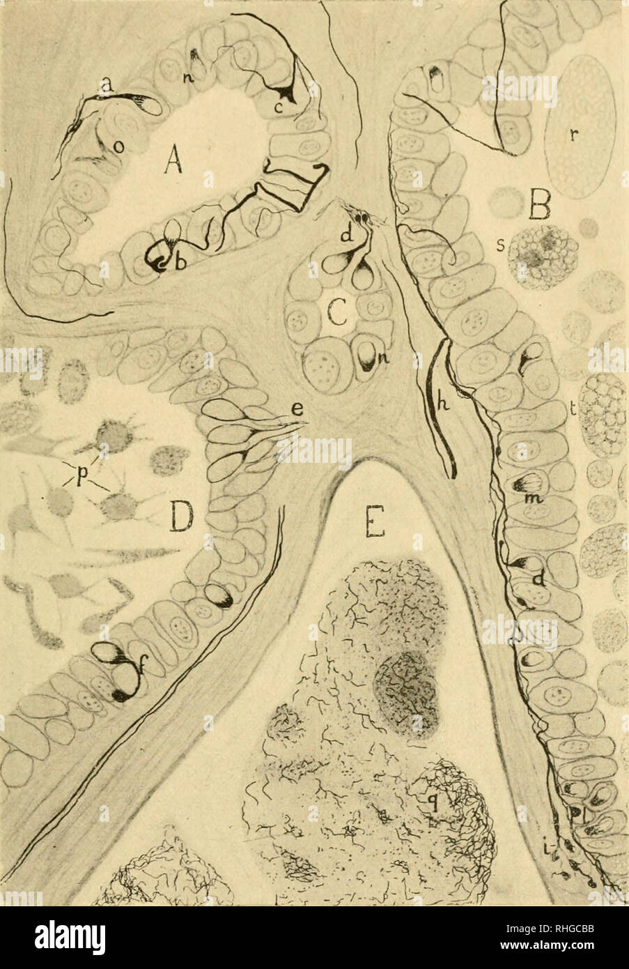 BoletÃ n de la sociedad EspaÃ±ola de biología. La biología. F. Tkllo: La  estructura de la neurohipÃ³fisis.. Fig. 7. Â varias de vesÃ culas del  lÃ³bulo intermediario de la hipÃ³fisis. ÂA