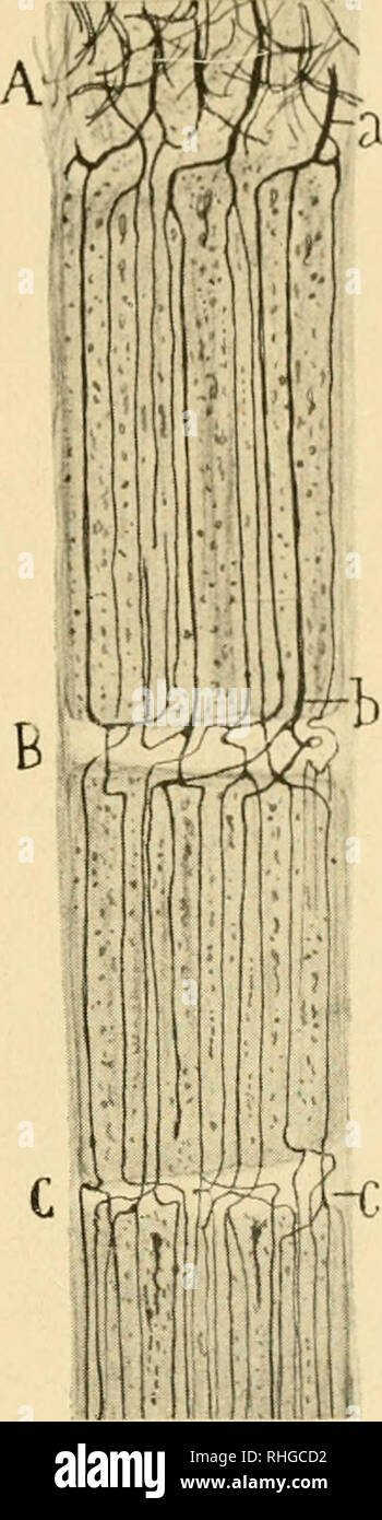 BoletÃ n de la sociedad EspaÃ±ola de biología. Biología. i i Ã l ^ ,. Â ;.  ''T'iii. Fig. 3. Â RepresentaciÃ³n esquemÃ¡tica del mecanismo de la  formaciÃ³n de las mazas