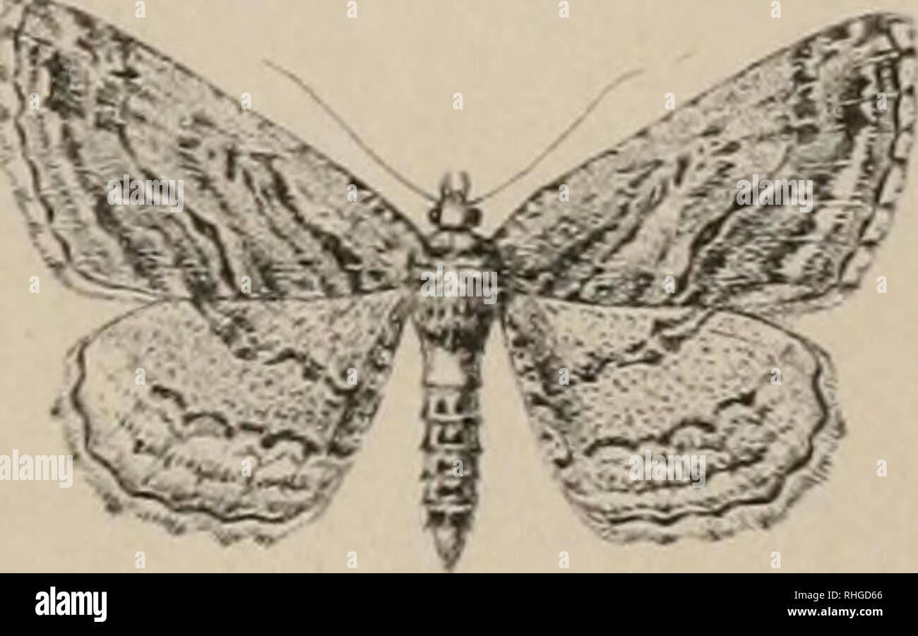 Oberthuri Fotos E Imagenes De Stock Alamy