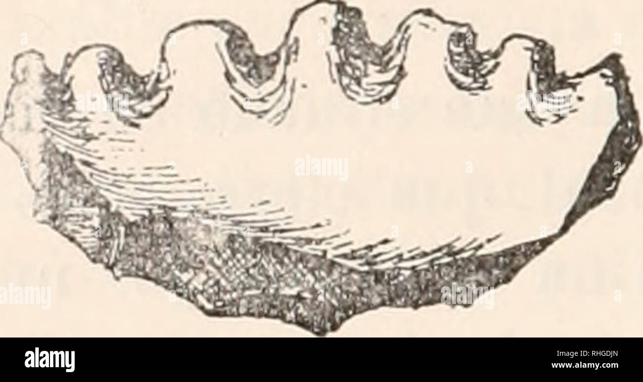 . Boletà n de la sociedad Española de Historia Natural. Historia natural. ni boletà n de la Real sociedad Española diluvial; pero en este sitio asoma el triásico superior, con abun- dancia de yesos de varios colores, jacintos de Compostela y alg-ún trozo de ofita cuyo afloramiento no debe estar lejos. Uno de los cerretes es notable por el g-ran número de concreciones, proba- blemente dolomÃ-ticas, que encie- rran núÃ-à-leos blancos, terrosos y ex- traordinariamente lig-eros. También se encontró en las inmediaciones al- zJ'SLtrru""""""'' S-"Â" """" Foto de stock