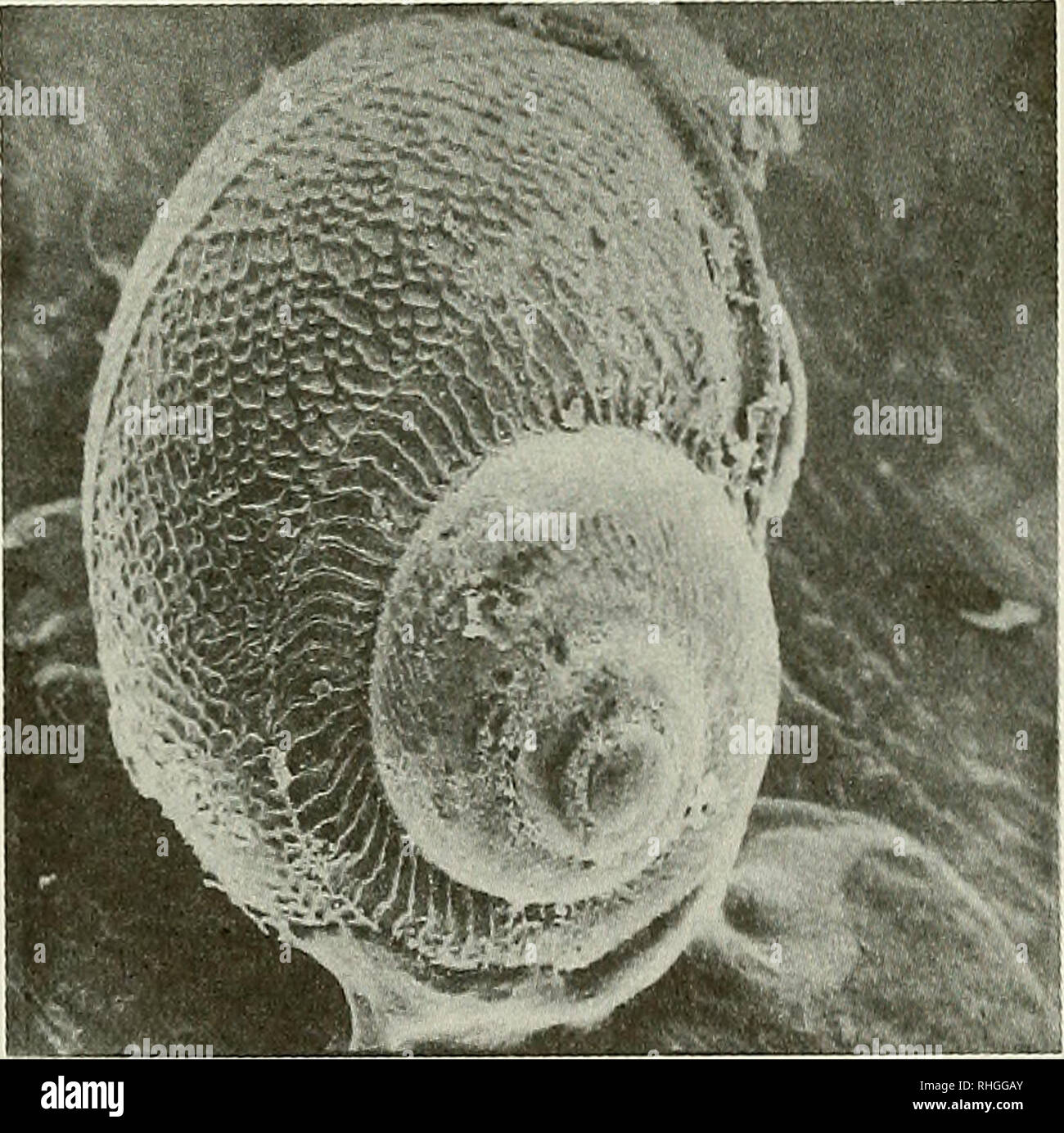 . Boletin de la Sociedad de Biología de Concepción. Sociedad de Biología de Concepción; Biología; y la biología. Bol. Soc. Biol. Concepción, Chile. Tomo 65, 1994. concordancia entre la gran abundancia de larvas en abril, mayo y junio de 1991 (Tabla III), con la temporada de más alto asentamiento detectado en Ramuntcho (Tabla IV). Además, el bajo número de larvas/m', encontrado en 1992, correspondió a un escaso asentamiento en ese mismo año. TABLA IV. Número promedio de asentados por m- y sus desviaciones standares de C. concholepas en el intermareal de Ramuntcho (Bahía San Vicente). 1990-1992. Mes 1 Foto de stock