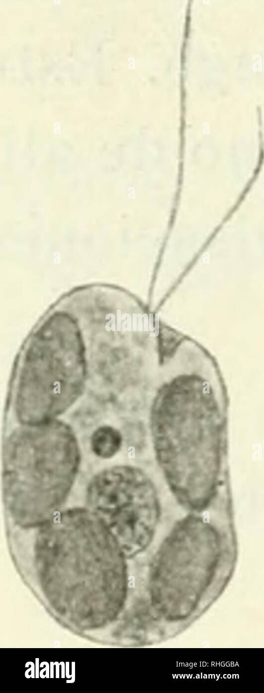 . Boletà n. La ciencia. 462-boletà n de la academia nacional de ciencias Juica familia CRYPTOMONADACEAE I. Cromatóforos '1. verde-amarillentos. II. CromatóForos .">. verde-azulado-. ('M/ptomonas. Ci/un iiomonas. 42. Gryptomonas Ehrbg erosa. Cà©lulas aplanadas, ovoides o onu poco cóncavas en el lado ventral colladas oblicuamente, o poco excavadas en la ONU termina- ción anterior. Largo : 20 â ¢).-. ancho : lo >.. 2 flagelos, Iguaçu- les, tan largos corno la Cía©lula. 2 Cromatóforos, verdes o à verde-amarillentos. La excavación se continúa hacia el in- terna de la Cà©lula en forma de u Foto de stock