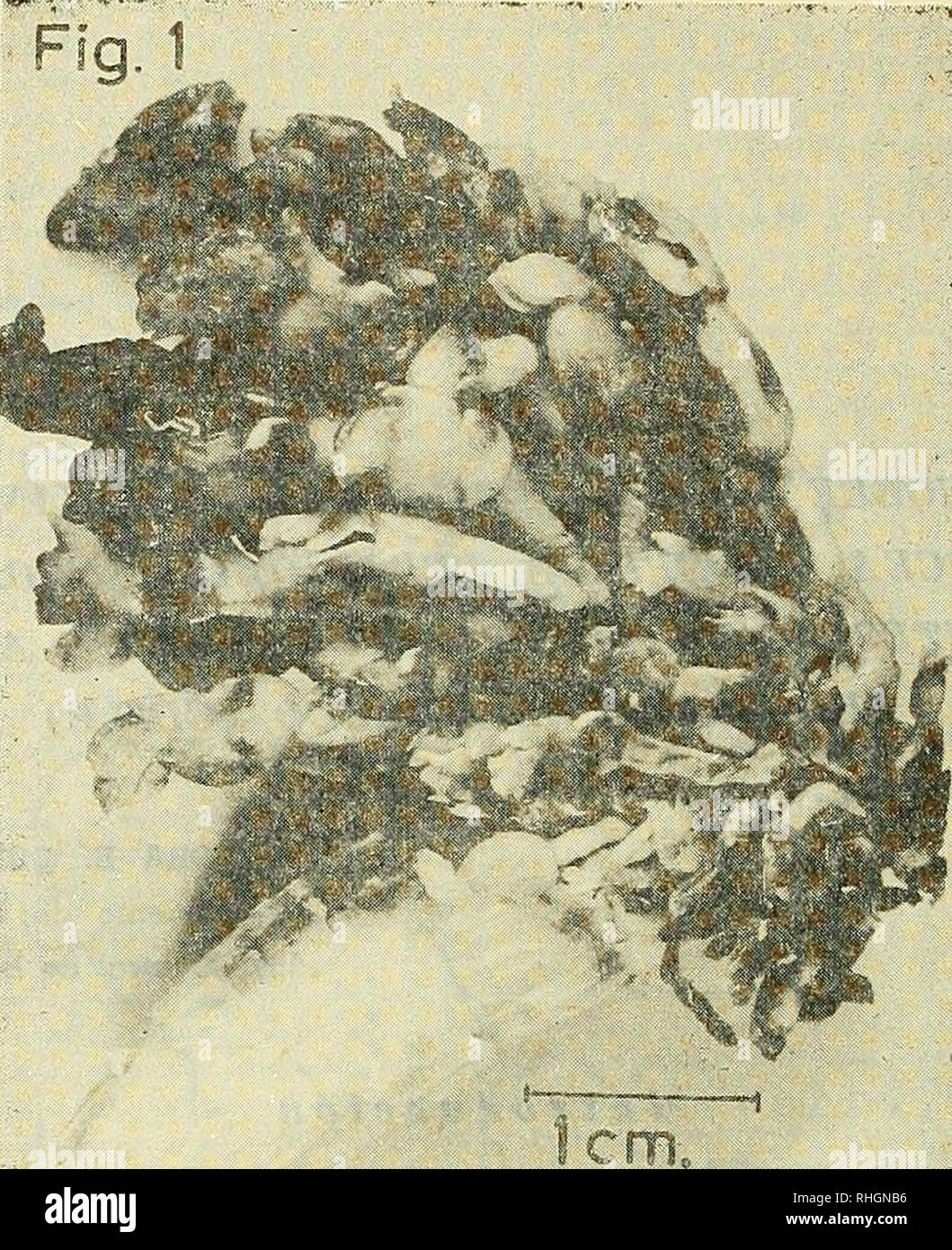 . Boletin de la Sociedad de Biología de Concepción. Sociedad de Biología de Concepción; Biología; y la biología. Fig. 1.- Vista de un diente de^ cachalote acondicionado Conchoderma auritum. CIRRIPEDIA Sub-Clase Orden THORACICA familia Lepadidae Genero CONCHODERMA Olfers, 1814. Diagnóstico: Reúne formas pedunculadas, provistas de un ca- pítulo Fruto globoso y comprimido, que lleva en la porte superior anu prolongación tubular de una cañada lado, plegada, llamada aurícula. Esta prolongación propensas en comunicación directa a la cavidad pa- leo! Con el exterior. Longitud de los aurículas baja es variable; pueden ser muy cortas o bien Foto de stock