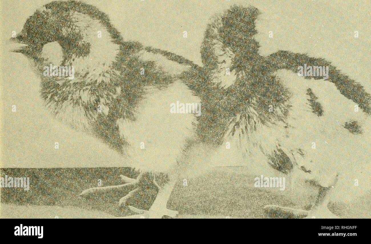 . Boletin de la Sociedad de Biología de Concepción. Sociedad de Biología de Concepción; Biología; y la biología. Figura 2.- Dos pollitos de un da, (del mismo grupo D), en los que se puede complementar la descripción que antecede (Fig. 1); nótese el mismo diseño con anu rigurosa simetría; sólo la coloración puede variar un poco en intensidad del color café o ser ligeramente sáceo gri-. Todo el resto del cuerpo es amarillo que persiste durante las primeras semanas especialmente en el pecho y vientre. Los aretes prominentes en amarillo claro detrás y debajo de la estría ocular. (Fotografía: Tomás Cekalo Foto de stock