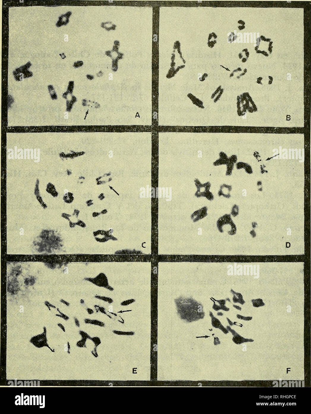 . Boletin de la Sociedad de Biología de Concepción. Sociedad de Biología de Concepción; Biología; y la biología. Bol. Soc. Biol. de Concepción, XLVIII, 1974. Fig. 4.-La meiosis en Cephalocoema flavirostris (Blanchard) de 1851. A, B Diplonema final. C, D. Diacineis. E, F. Metalase I. En cada caso la flecha indica el univalente X. al de Cephalocoema canaliculata especie B de Dasgupta aún en cuanto al heterocromosoma que es el más grande del complemento, pero di- fiere notoriamente en cuanto a la primera pareja de autosomas que presentan conspicuas constricciones secundarias. Igualmente el com- portamiento de Foto de stock