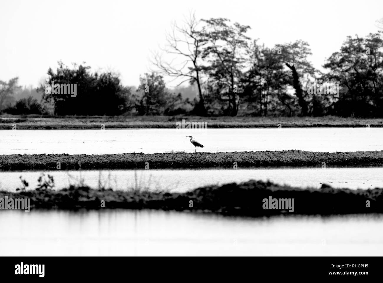 Campos de arroz en la llanura de Padan Foto de stock