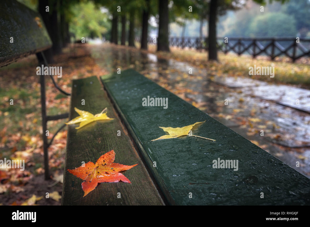 Colores del otoño las hojas en un banco en un parque Foto de stock