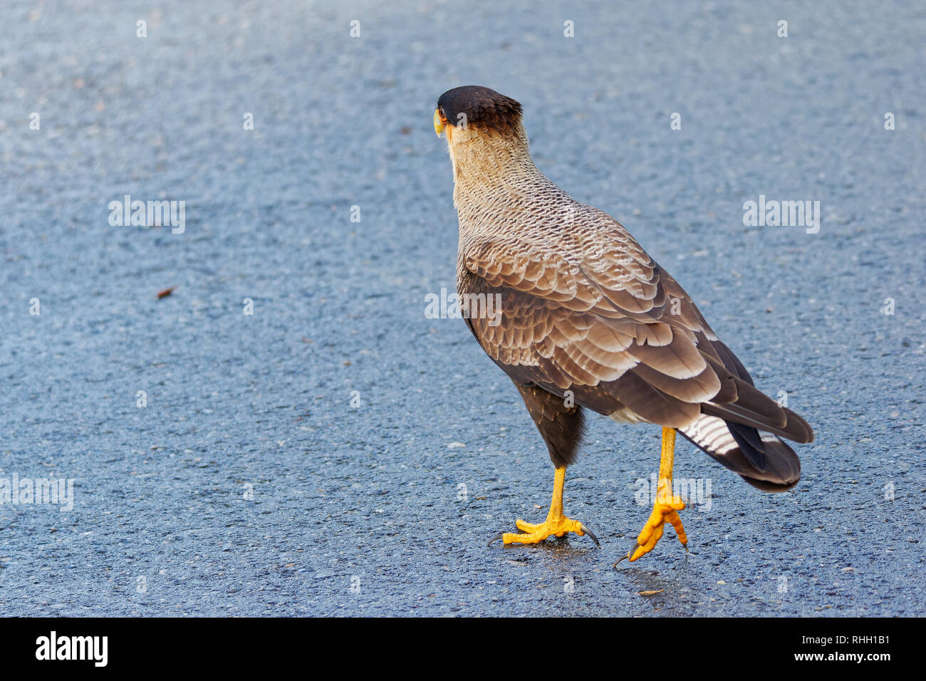 Retrato de ave carroñera, conocido como caracara, carancho o traro. Sobre el asfalto del Parque Nacional Vicente Pérez Rosales. Foto de stock