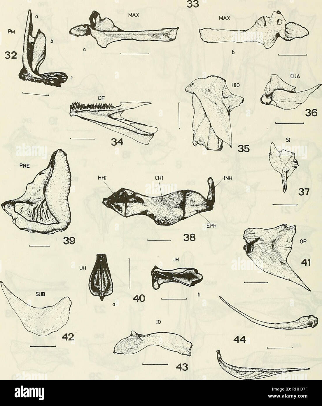 Boletin de la Sociedad de Biología de Concepción. Sociedad de Biología de  Concepción; Biología; y la biología. Bol. Soc. Biol. Concepción, Chile.  Tomo 66, 1995. Figuras 32-44. Fig. 32. Vista lateral