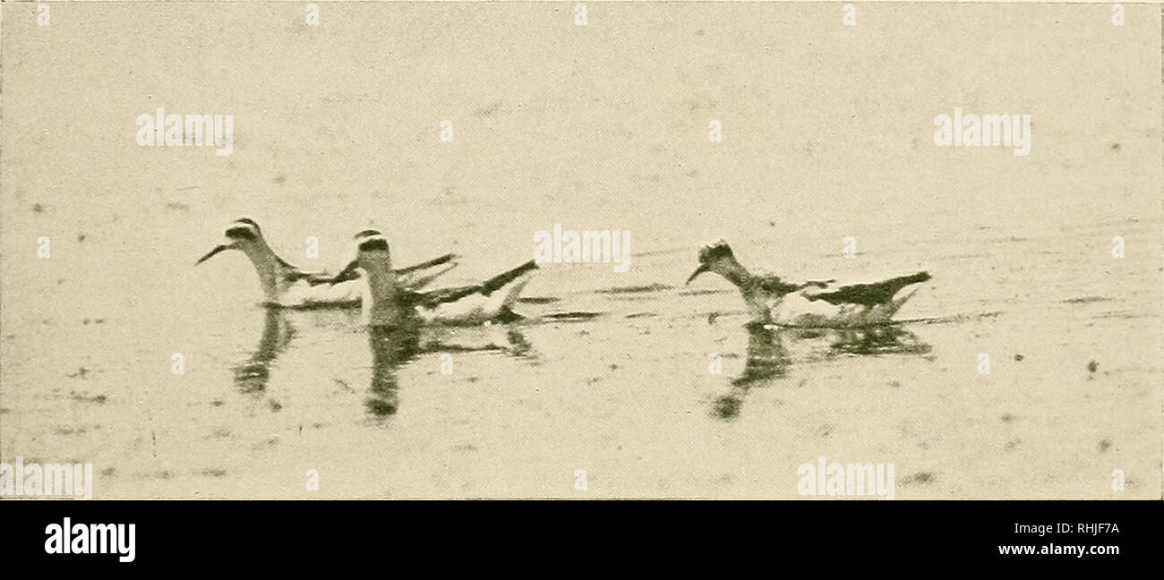 Salto Mortal Hacia Delante Fotos e Imágenes de stock - Alamy