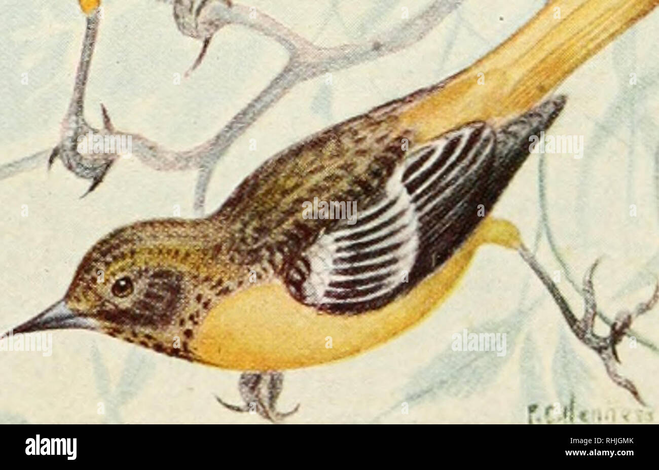 . Las aves del este de Canadá. Aves -- Canadá. L. B. Baltimore oriole (p. 160). Masculino Femenino. Por favor tenga en cuenta que estas imágenes son extraídas de la página escaneada imágenes que podrían haber sido mejoradas digitalmente para mejorar la legibilidad, la coloración y el aspecto de estas ilustraciones pueden no parecerse perfectamente a la obra original. Taverner, Percy Algernon, 1875-1947. Ottawa, J. de L. Tachprinter Foto de stock