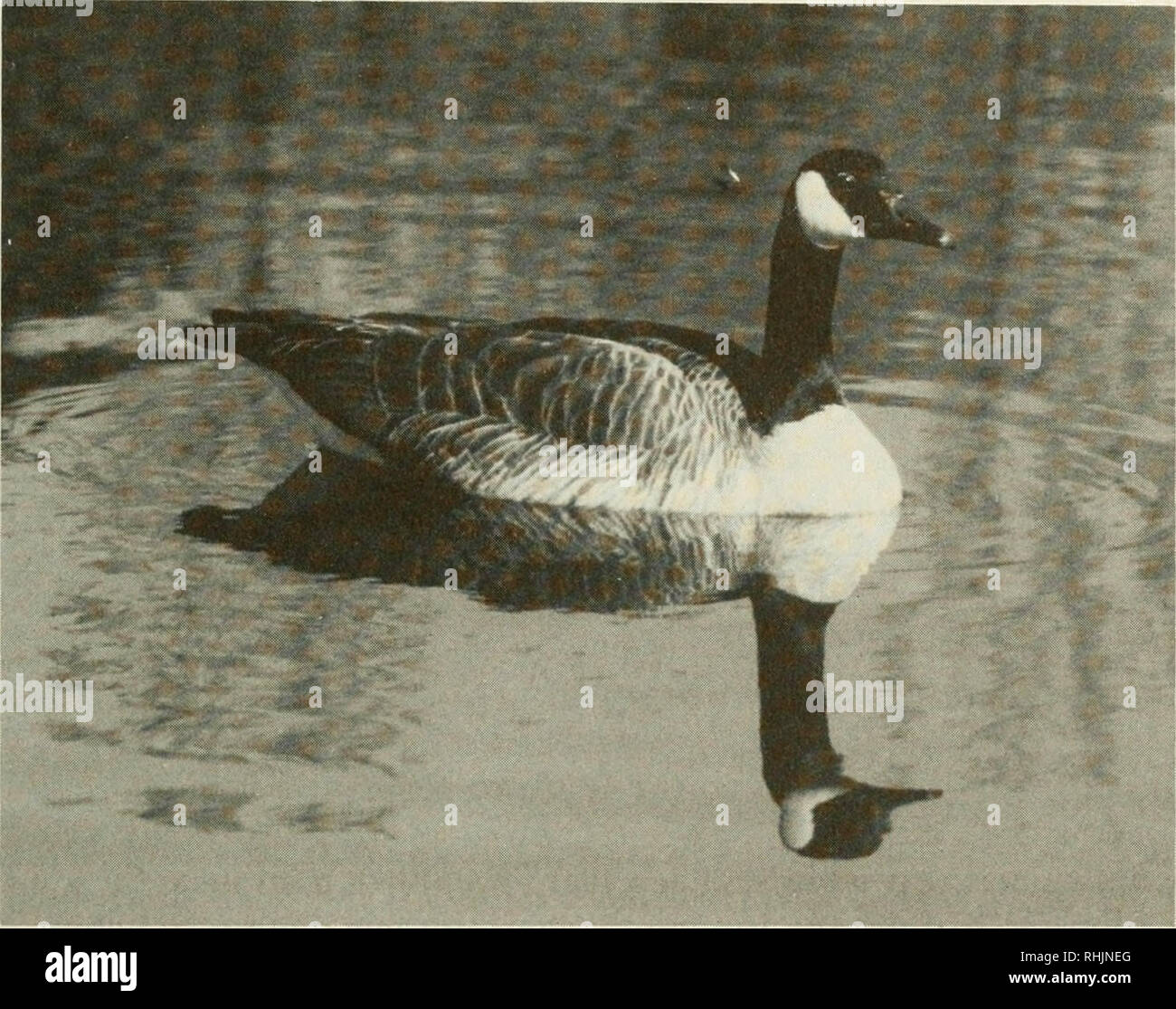 Canada geese can 2025 you eat mayo