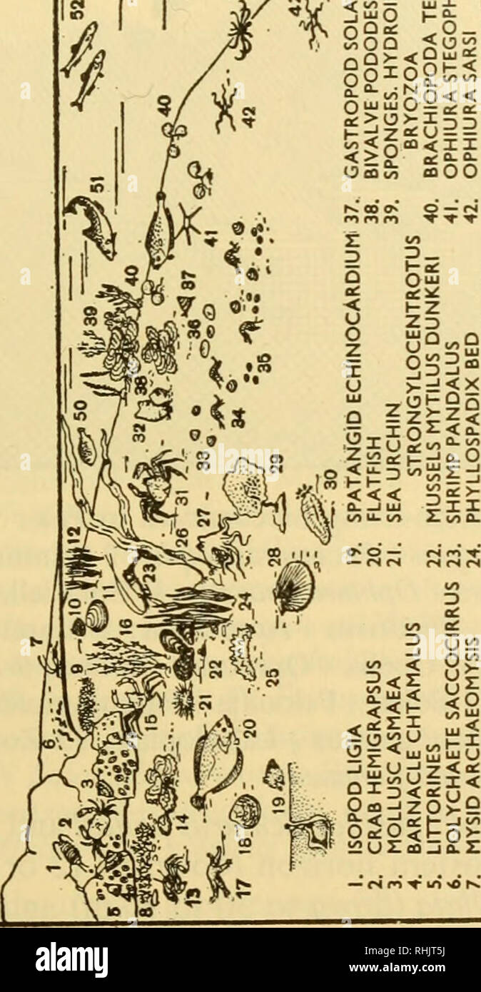 Biologia De Los Mares De La U R S S Biologia Marina Union Sovietica Hidrologia Union Sovietica Mm A D Z N D N D A N 2 2ii Lt Ua Gt Cl Ux3 Ocv Juntas Nnt A Zz