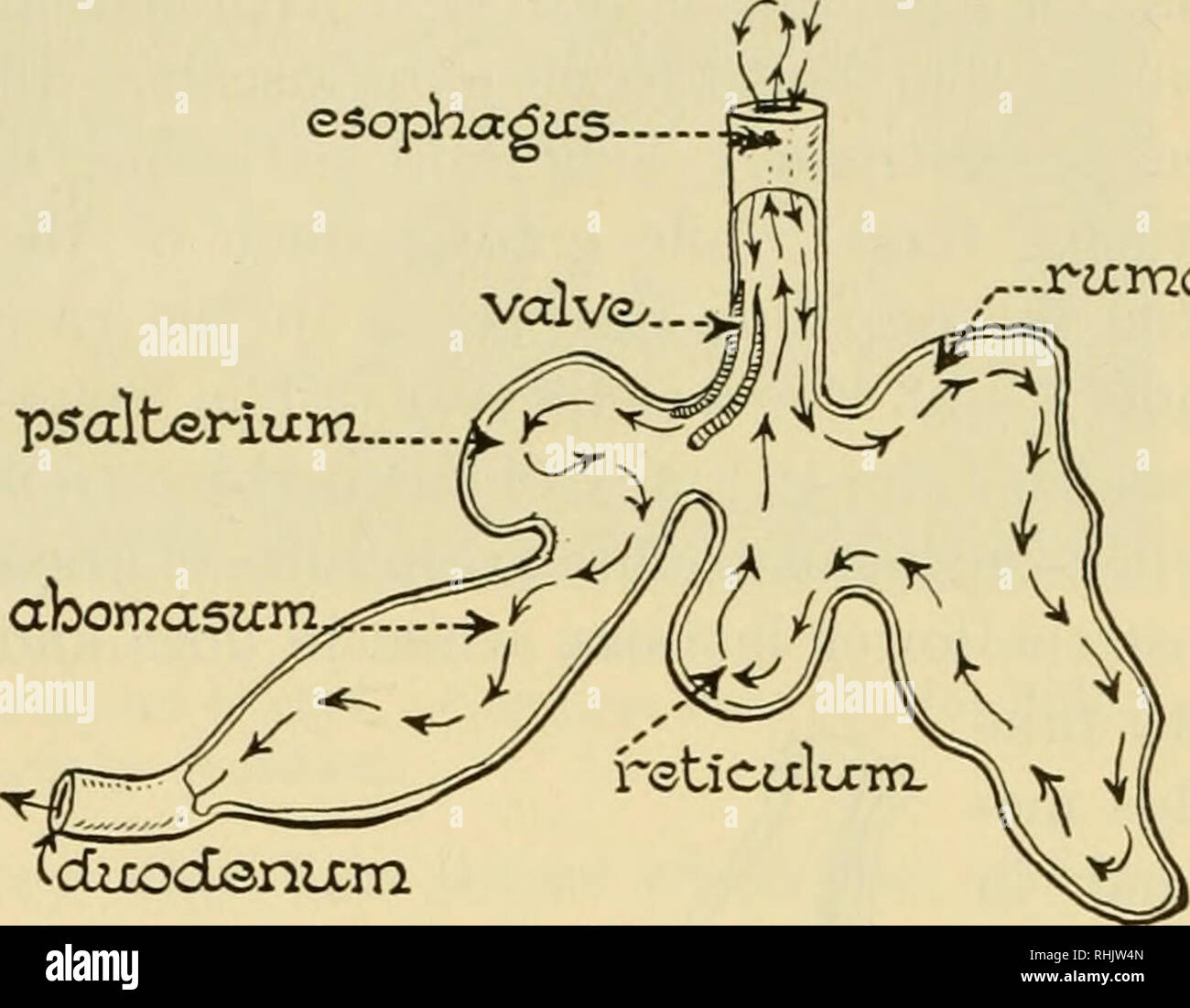Significado de valvula en biologia