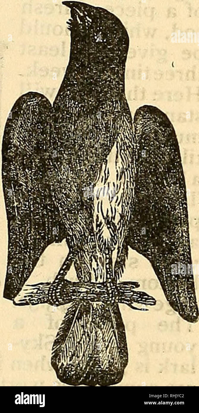 . La empresa de alimentos de aves del libro de los pájaros de jaula:. Los pájaros de jaula. El Baltimore oriole. Esta ave, que también es conocido como el ahorcamiento B'rd Swing Bird y Golden Robin, es de color naranja brillante y reluciente plumaje negro, con unas rayas de color negro sobre el ala. A partir de estos se de- rived su nombre, como lo fueron los colores de Lord Baltimore, el primer propietario de Maryland. La hembra es de un tono sobrio. El canto de esta ave es ruidosa, variada y entretenida; y golpea el oído del oyente más como las notas del Fife mino;LED con la respiración suave de la flauta, que la canción de un feathere Foto de stock