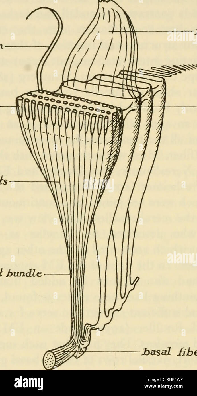 . La biología de Stentor. Stentor. 32 LA BIOLOGÍA DE STENTOR es una conexión fluida, fibrillas desde el extremo doblado de fibra y la fibra basal. Las pruebas fotográficas de estos puntos es muy convincente. Toda la estructura de la membranelle basal se extiende por unos 20/x en el endoplasm. CDI hineiosome roois ciliar. membranelle inke memhranelLar mano r memhranelUr connecliye jfooz bundle Jbasal liber Fig. 5. Estructura de membranelles revelada por electrón micro scopy. (Después de Randall y Jackson, 1958.) La función de esta estructura intracelular de la membranelles ha sido Foto de stock