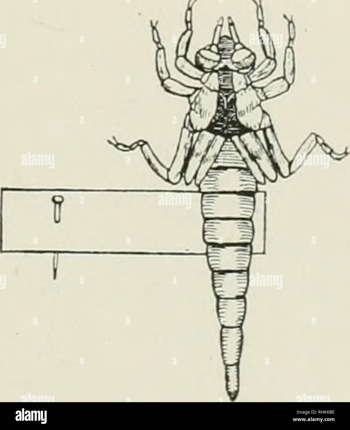 La biología de las libélulas (Odonatos o Paraneuroptera). Dragon-moscas.  Fifj. 185. Libélula larva montada en Cristal opal en espécimen jar que  contiene 70% de alcohol, ( x V). Original f] dibujo