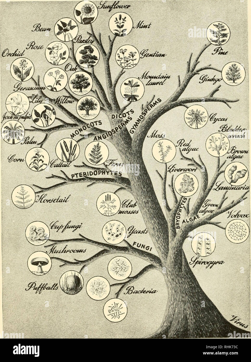 La biología y el hombre. Biología; los seres humanos. El árbol genealógico  de la vida vegetal cuando tratamos de ordenar las cosas vivientes (o  cualquier otro tipo de cosas, para este