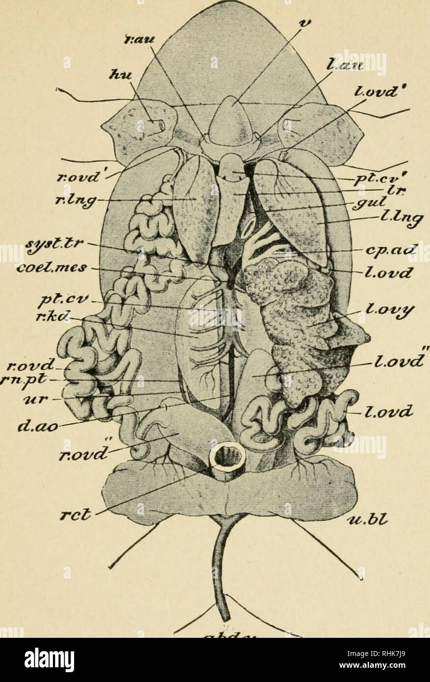 La biología de la rana. Las ranas. ab^.tf Fig. io. - Órganos de una rana  hembra. El canal alimenticio ha sido cortada en la garganta i^gul.) y el  recto (rc^.), y