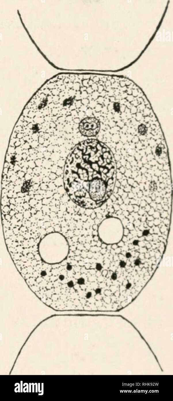 La biología y sus creadores. Biología -- de la historia. La teoría celular  257 membrana, es otro ejemplo de la complejidad de la estructura de la  célula. Aunque el centrosoma, este