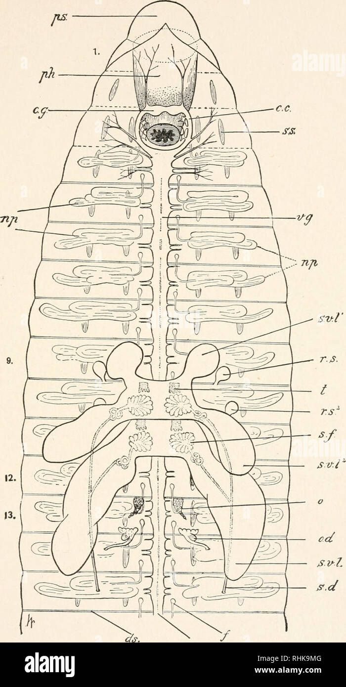 La Biologia La Biologia El Sistema Nervioso De Las Lombrices De Tierra 151 Ns Vn C Fig 60 La Parte Anterior Del Gusano Trazada Para Mostrar Los Organos Ventral C C Comisuras Circum Esofagica P Ej