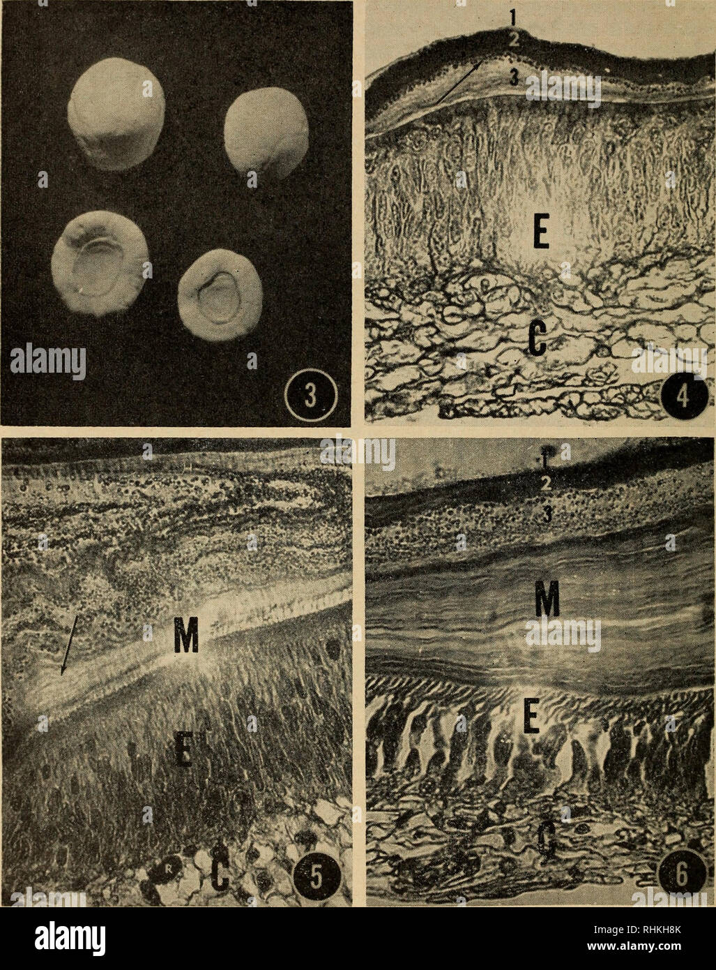 El boletín biológica. La Biología, Zoología; biología marina. 142 DOROTHY  F. Travis. Figura 3. Dos pares de gastrolith gastroliths extraído de la  valija diplomática. Las partes expuestas de la superficie convexa
